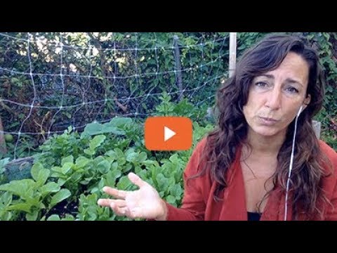 After a flood... yes, you can rebuild your vegetable garden