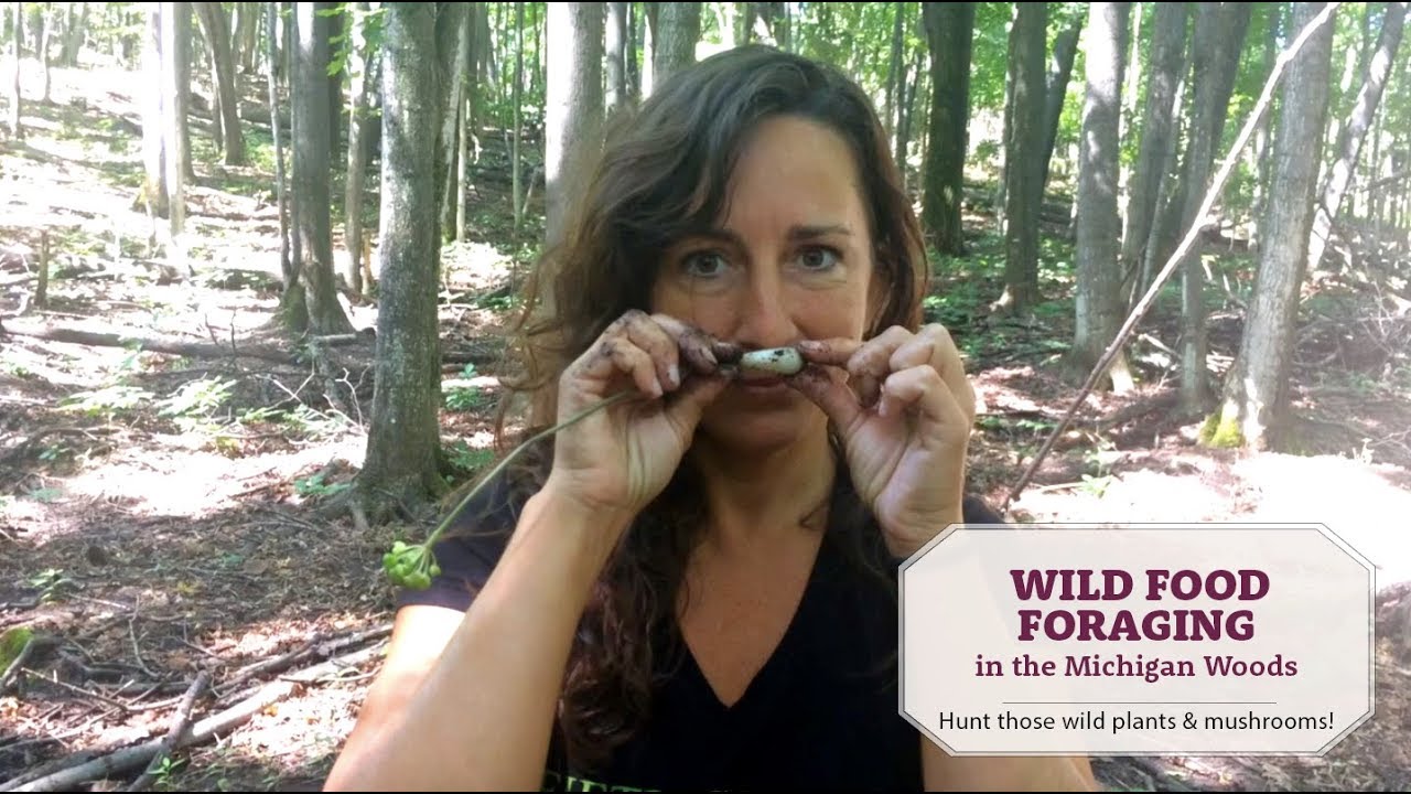 Wild Food Foraging in the Michigan Woods