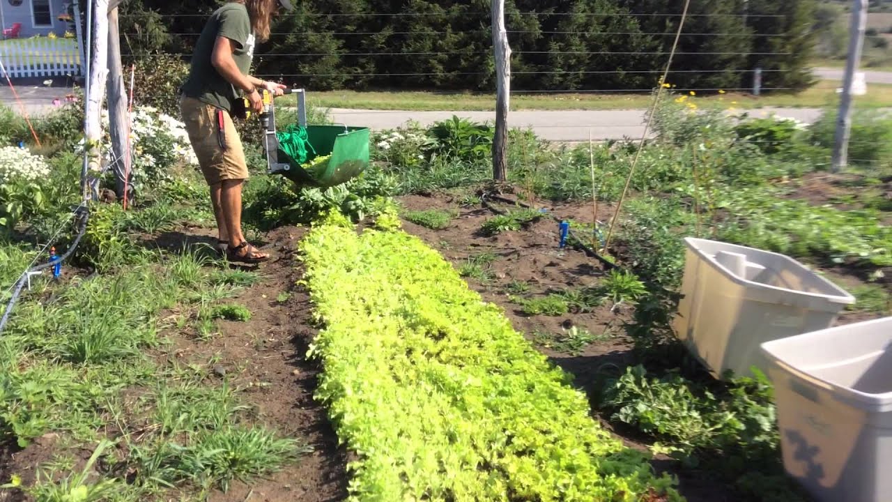 Harvesting 10 Pounds of Greens in 1 minute with John of Spirit of Walloon Farm
