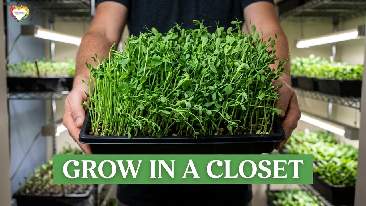 A Closet Is All the Space You Need to Grow Food This Winter