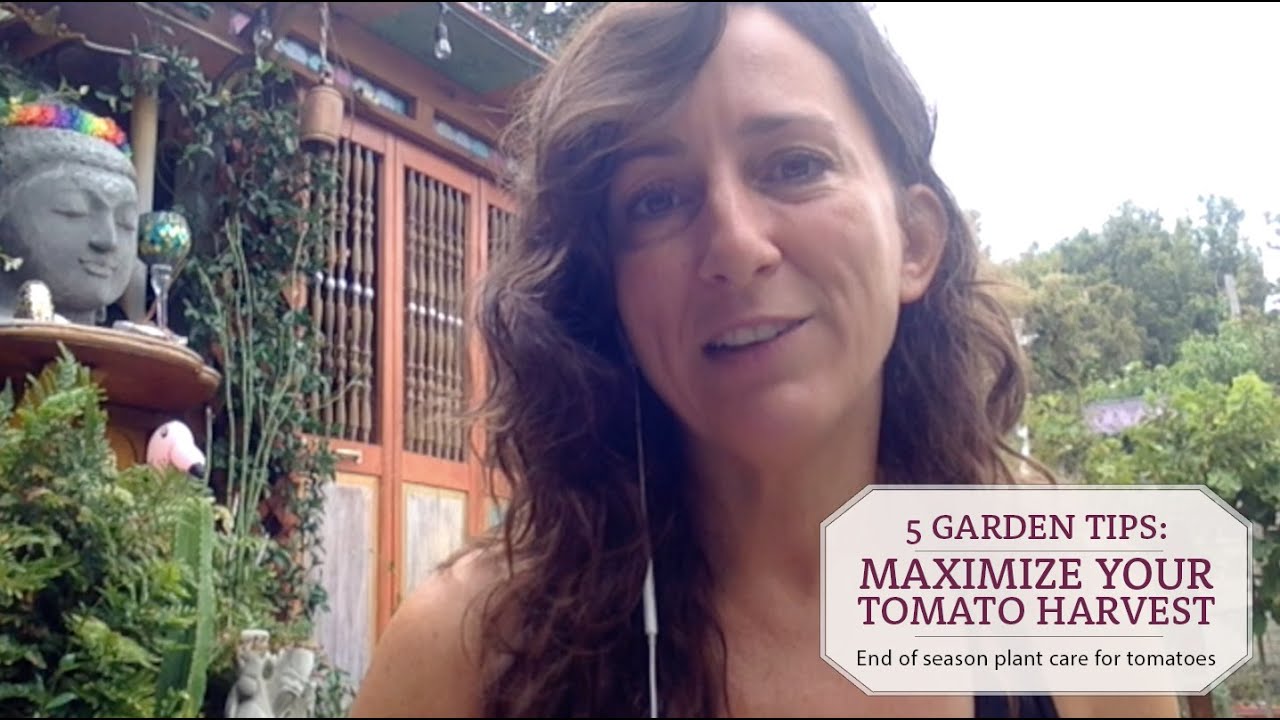 5 Garden Tips to Maximize Tomato Harvest