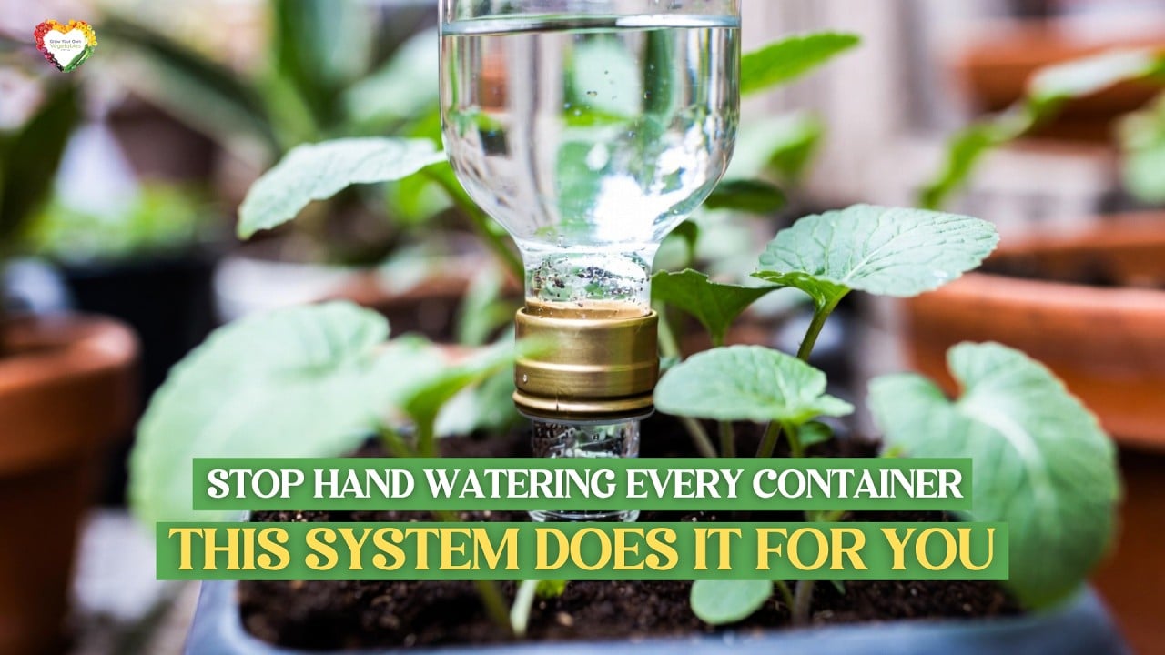 Stop Wasting Water on Your Container Garden — The Self-Watering System That Does It for You