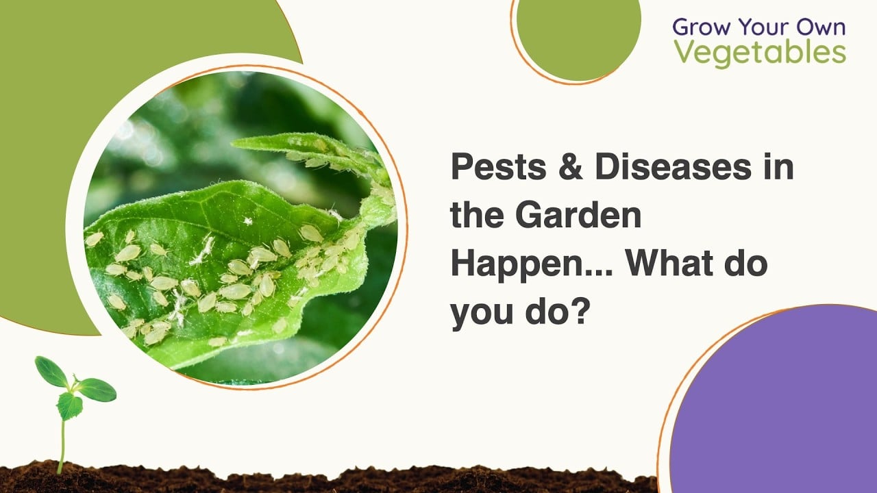 Pests & Diseases in the Garden: What do you do?