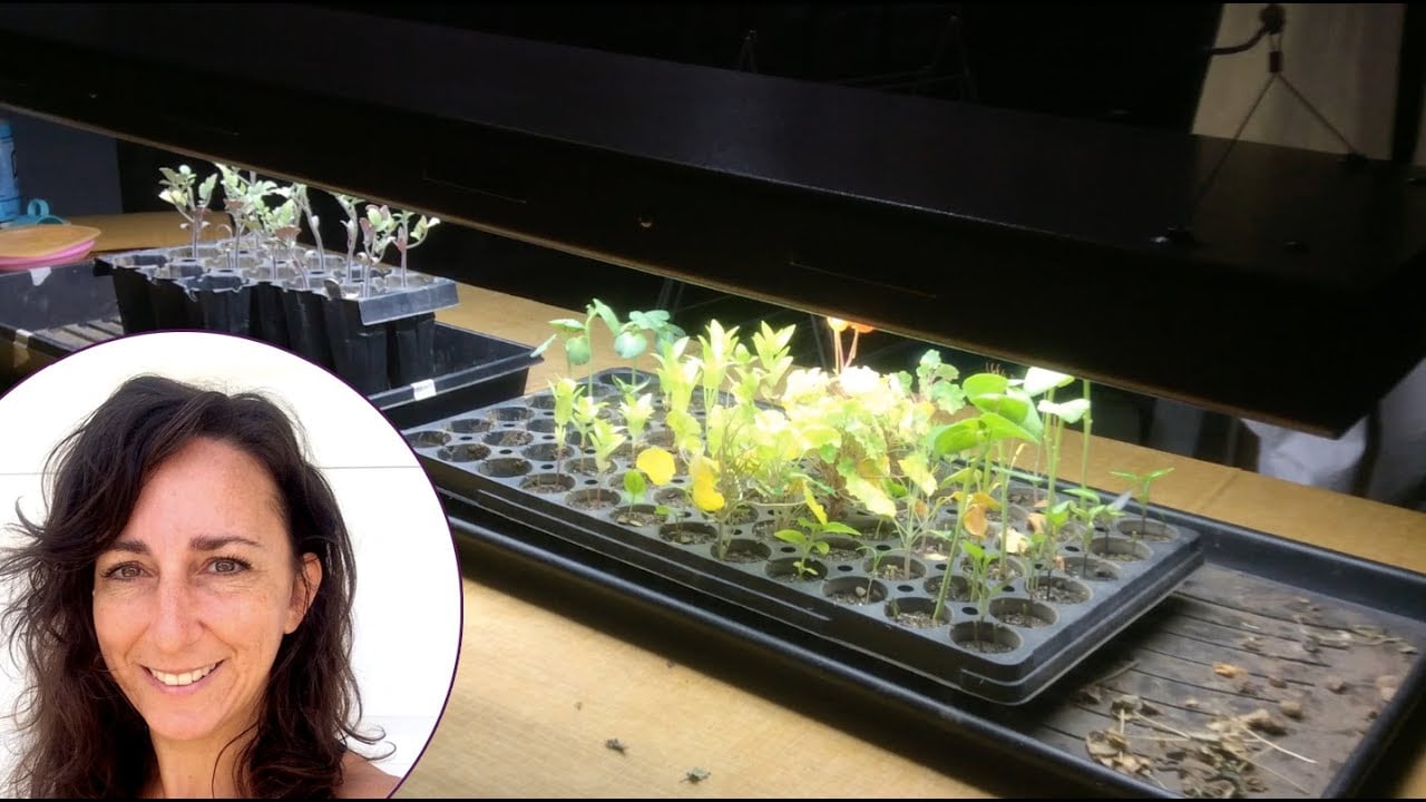 Growing Seedlings Indoors: Case Study in Brooklyn