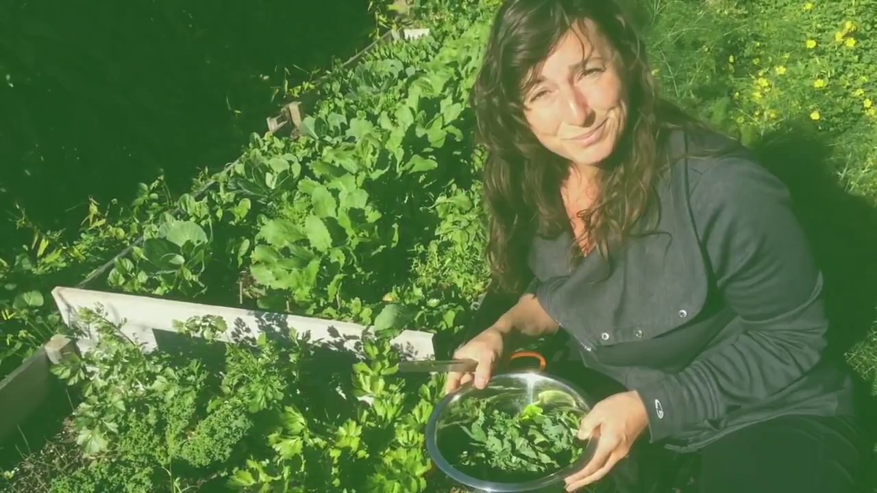 My morning ritual: Harvesting fresh salad for the day