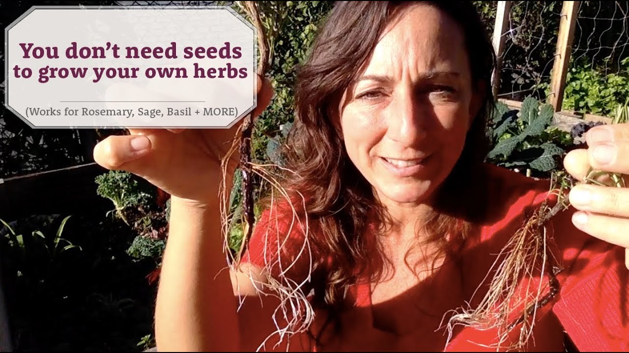 You don't need seeds to grow your own herbs...