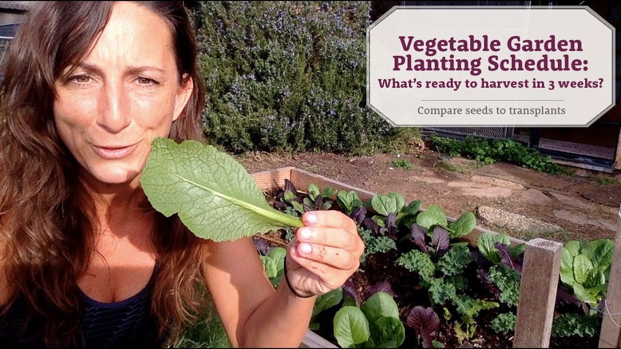 Vegetable Garden Planting Schedule: What's ready to harvest in 3 weeks?