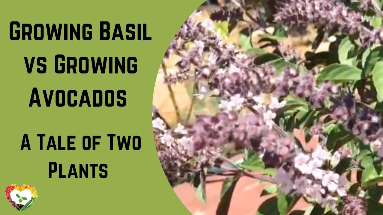 Growing Basil vs Growing Avocados
