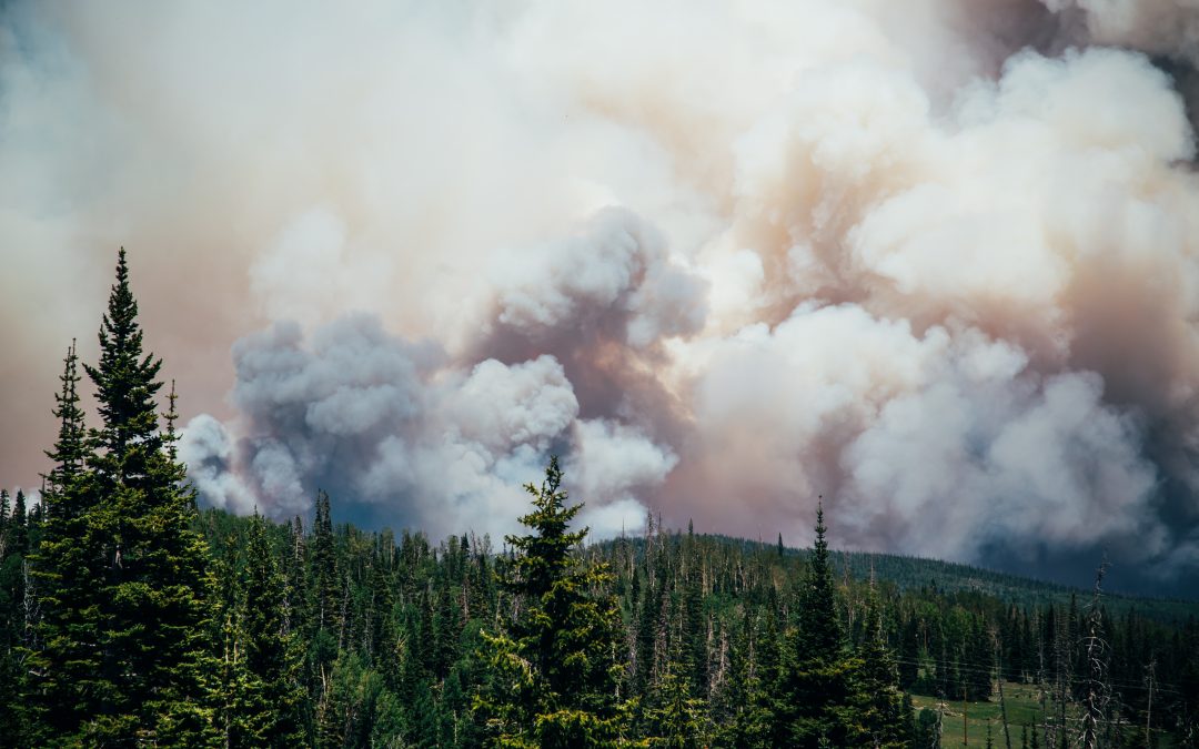 How to protect your garden during a wildfire