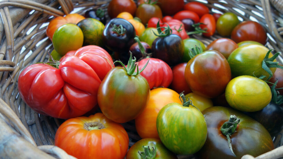 Growing NutrientDense Tomatoes for You and Your Family