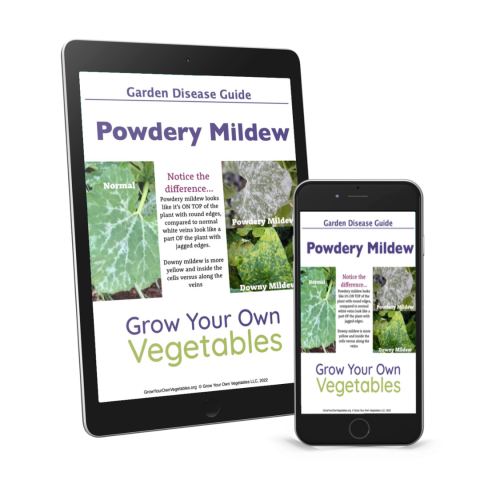 Garden Disease Guide: Powdery Mildew