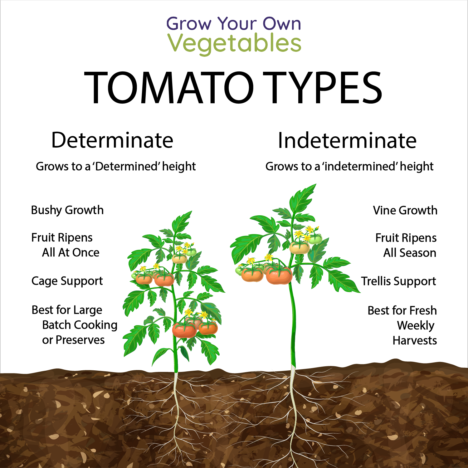 Determinate Vs. Indeterminate Tomatoes What to Know