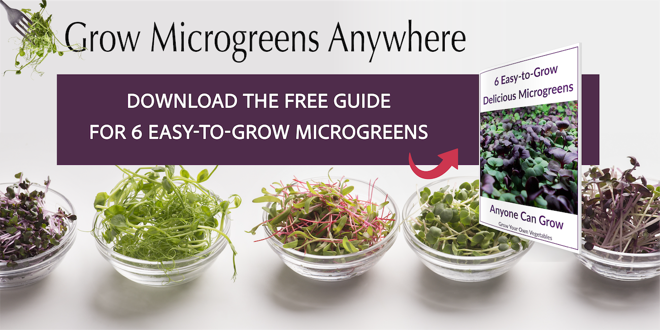 6 Easy To Grow Microgreens Guide