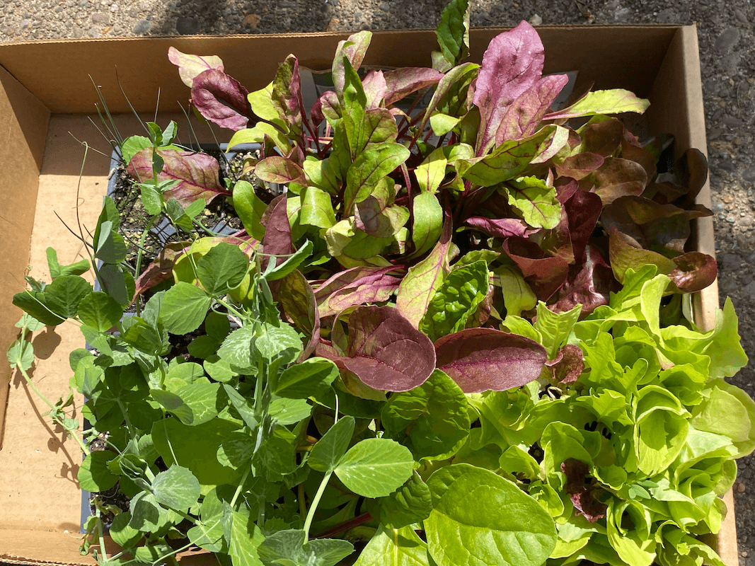 Denise Garden Transplants