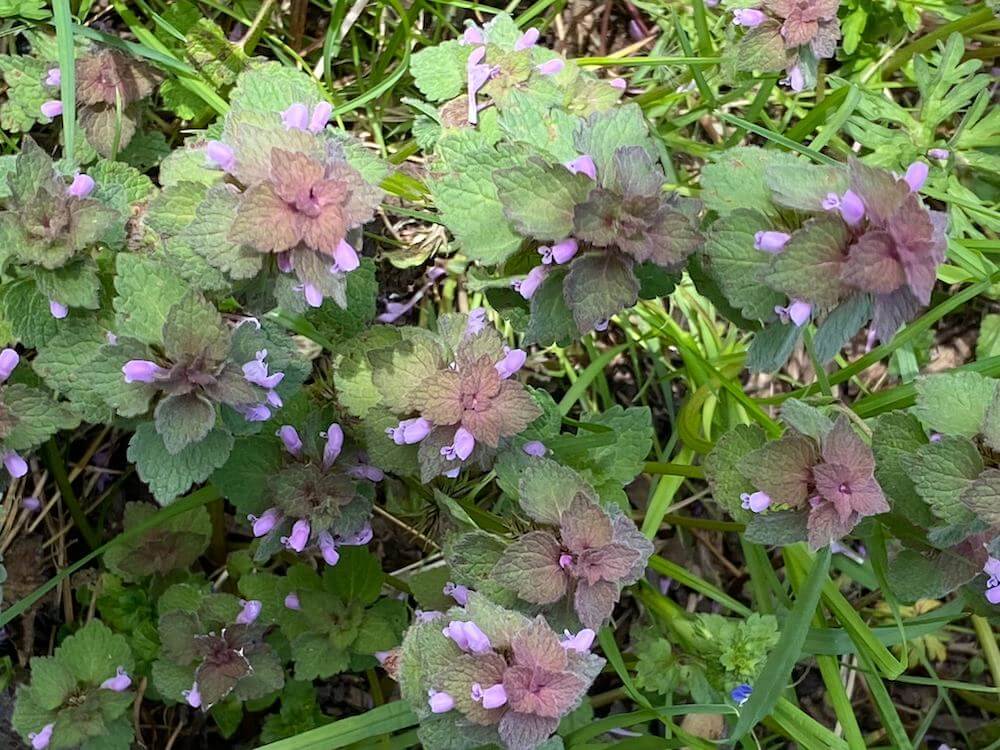Purple Dead Nettle