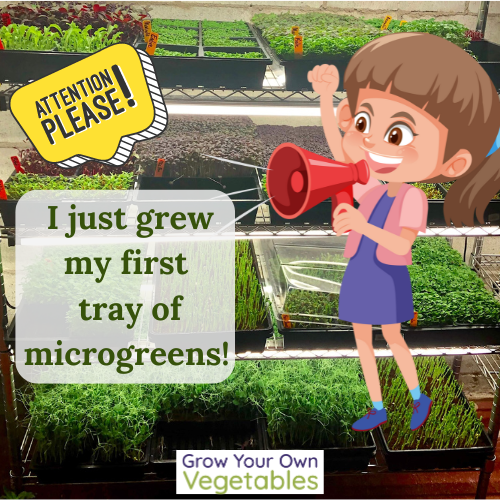 Cartoon: background is a growing shelf full of microgreens growing in trays. Foreground is a small cartoon character with a mega-phone saying "I just grew my first tray of micros!"