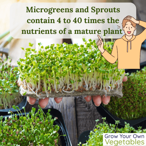 Infographic: "Microgreens and sprouts contain 4-10 times the nutrients of a mature plant"