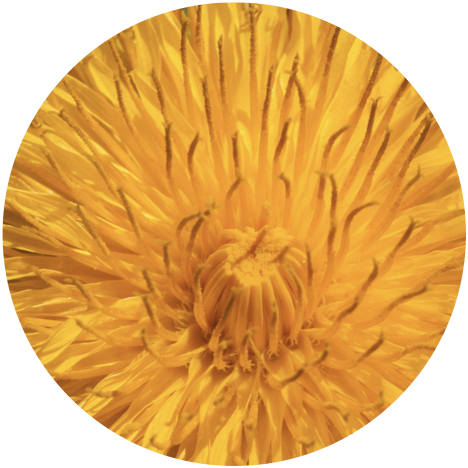 Dark Yellow Flower Seed Packets