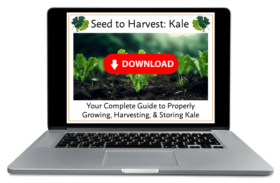 Kale Guide_3D_Canva_LG_Newsletter (1) Seed to Harvest: Kale Guide 3D Image