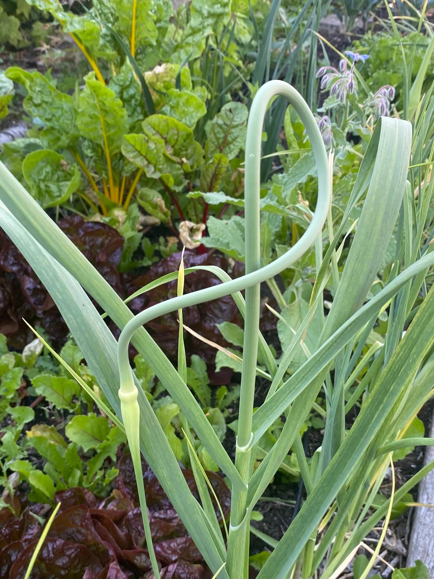 Garlic Scape