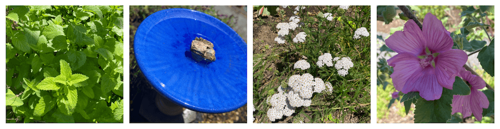 In the GYOV Garden Image of flowers for pollinators