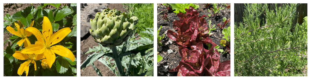4 pictures next to each other: yellow lilly, artichokes, lettuce, and rosemary
