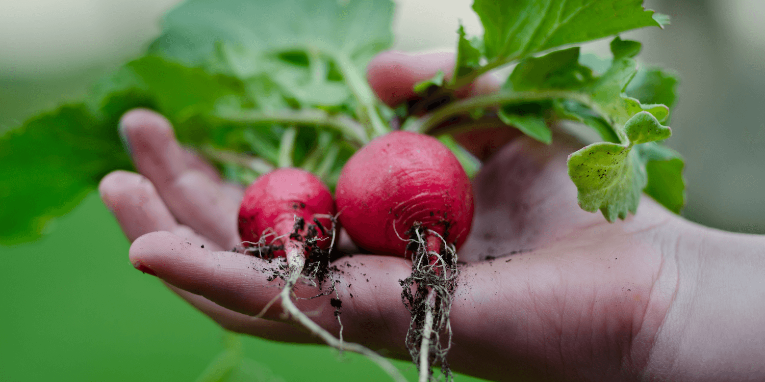 Beets