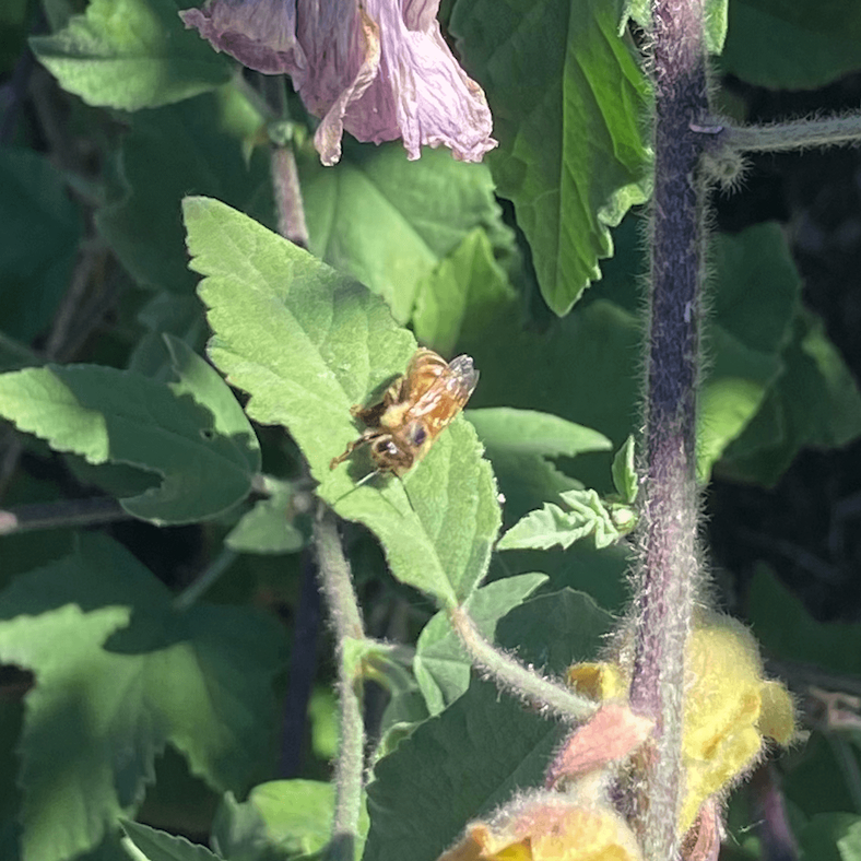 Honey Bee on a leaf