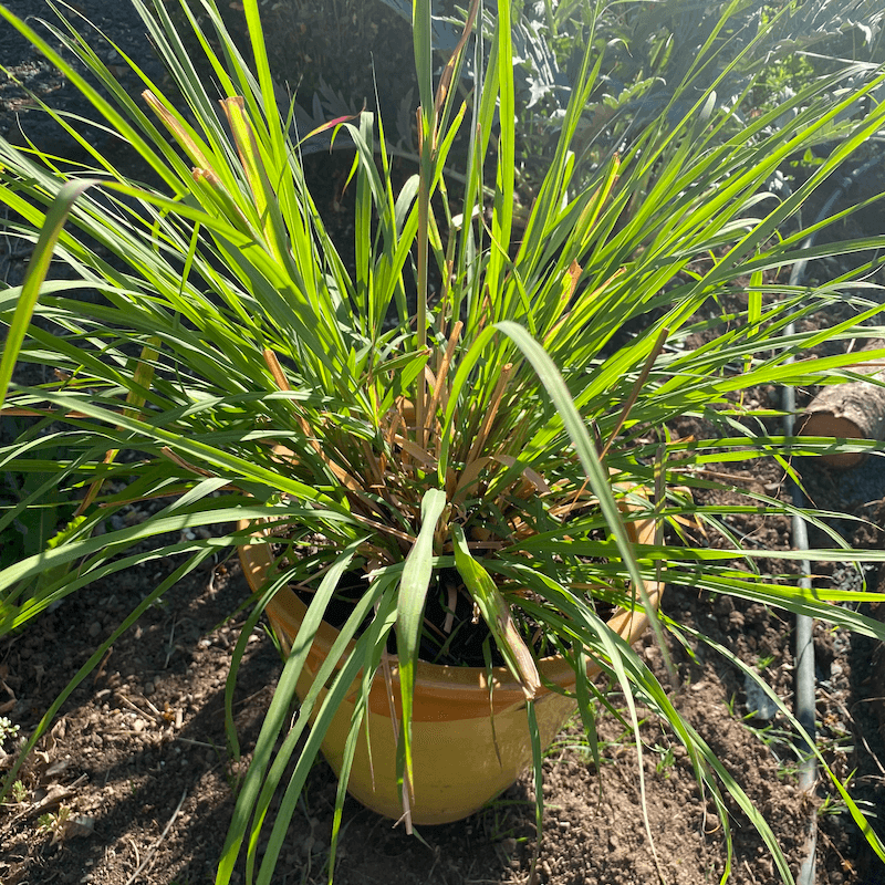 Lemon Grass in a pot