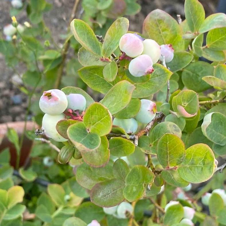 Blueberries on a bush, not quite ripe
