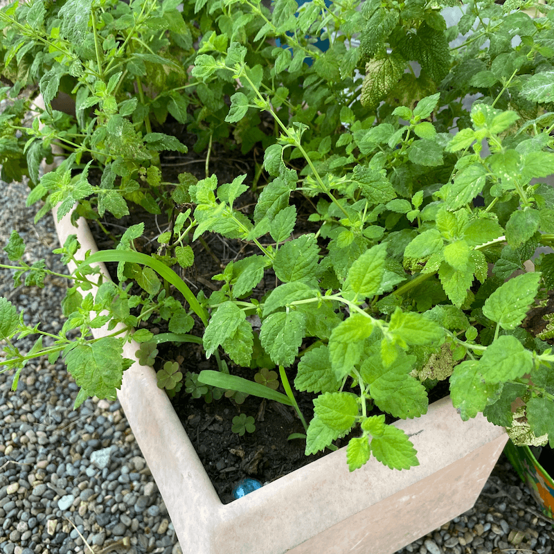 Lemon Balm in a pot