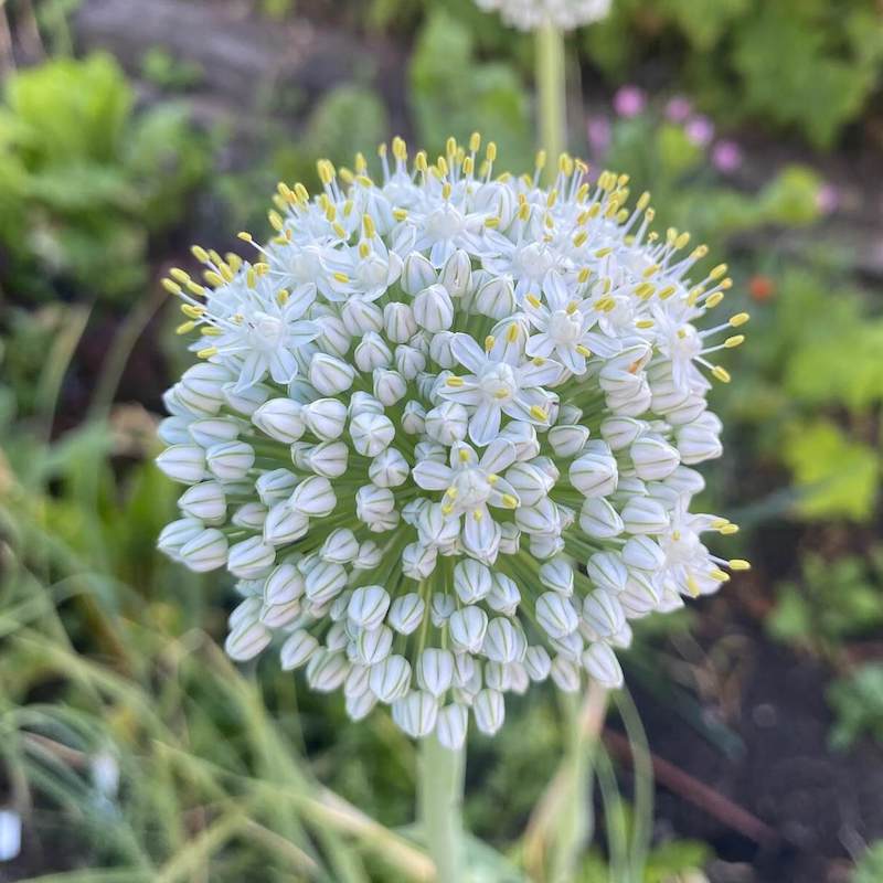 Bright and round white onion bloom