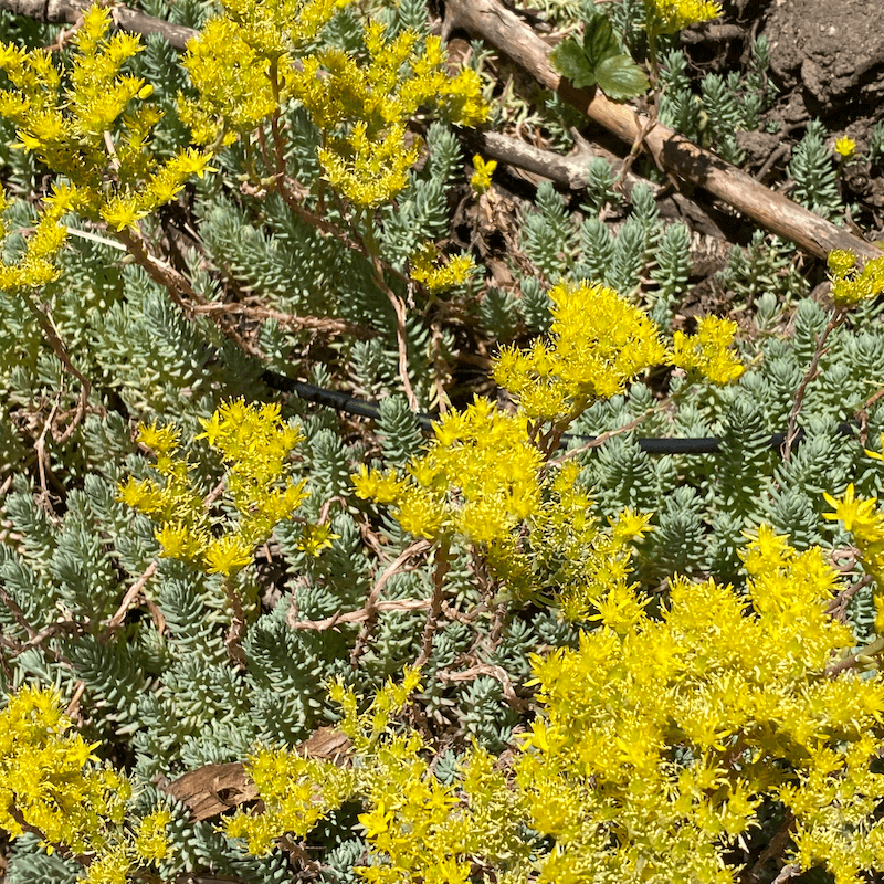bright yellow flowering succulents