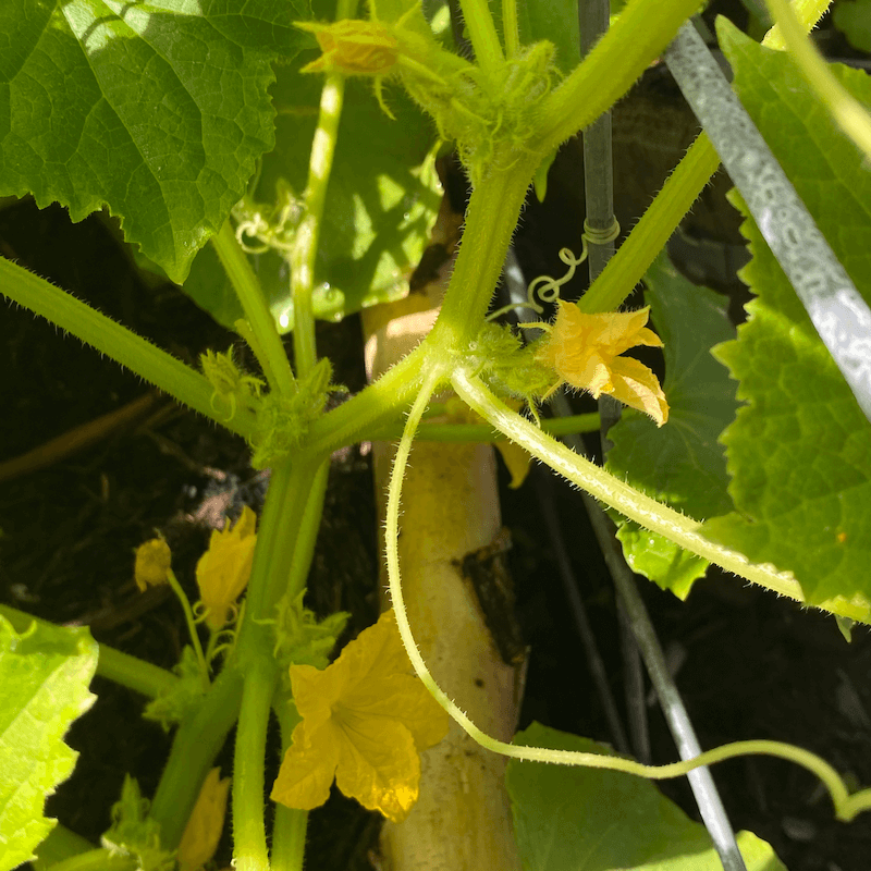 Cucumber Blooms