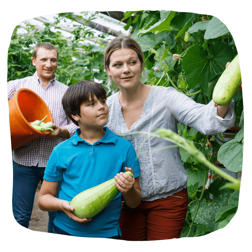 Parents picking fresh zucchini with their child