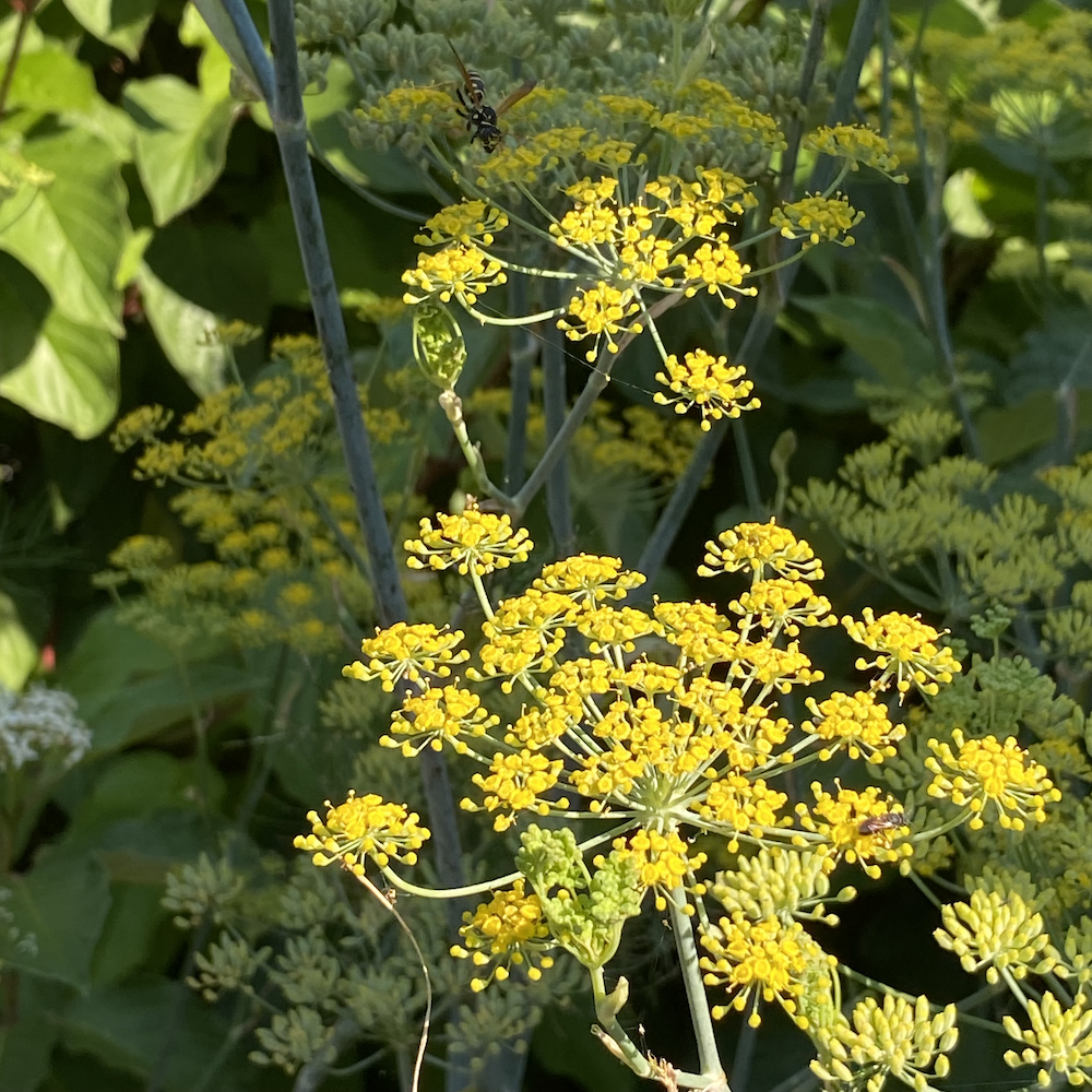 Bees lingering around bright yellow Fennel flowers