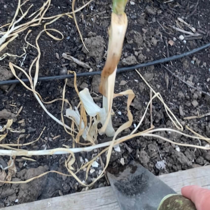 Garlic in ground