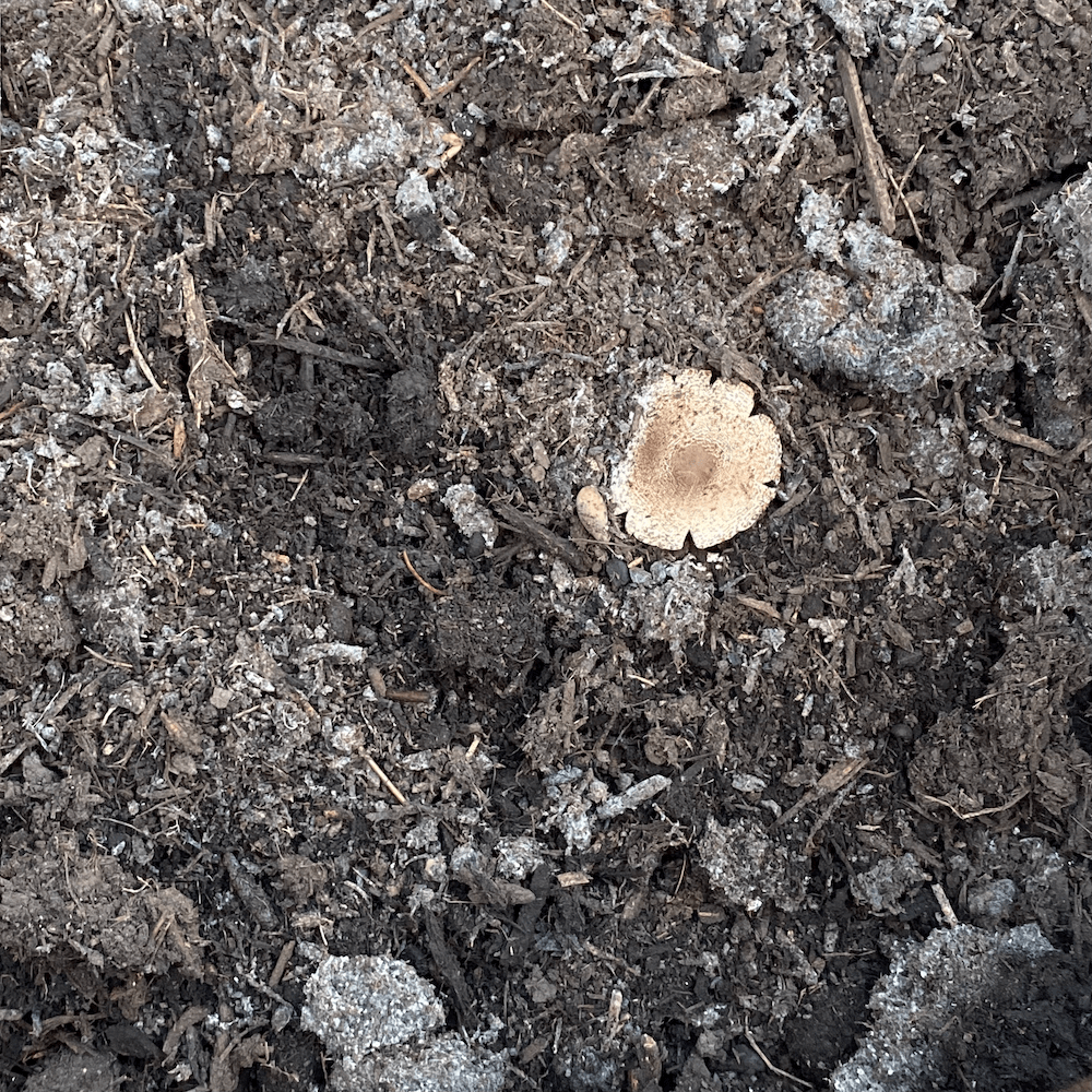 Mycelium in soil