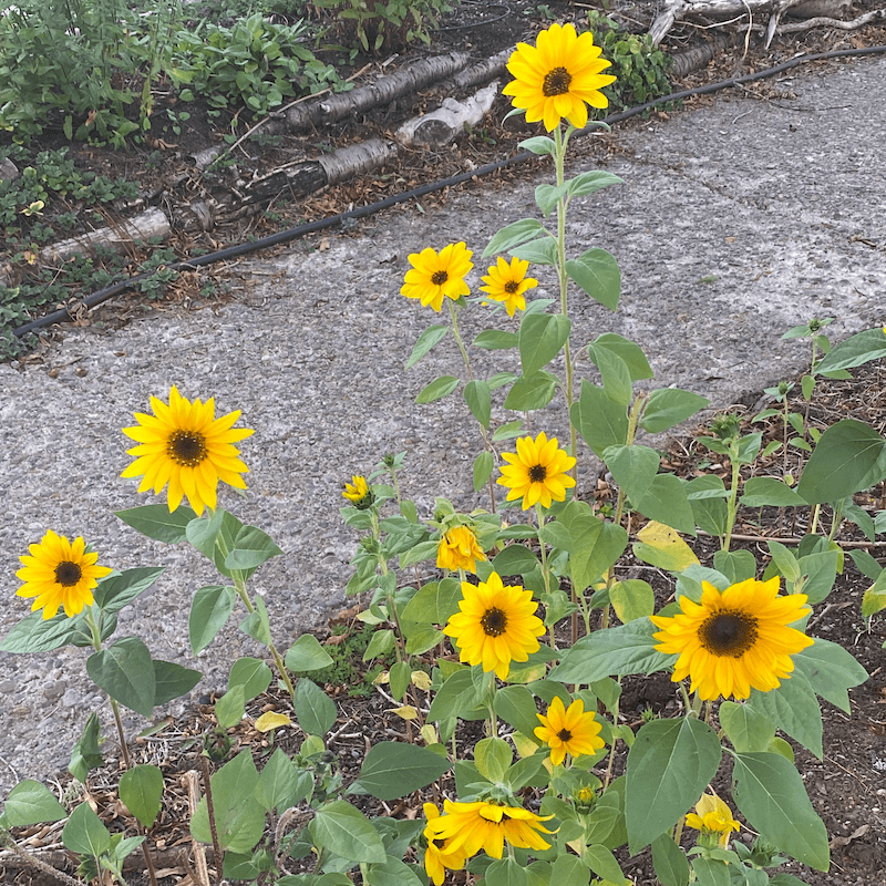 Bright yellow sunflowers growing in agarden