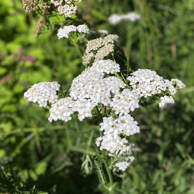Yarrow Flowers
