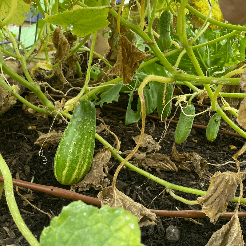 Cucumber on the vine