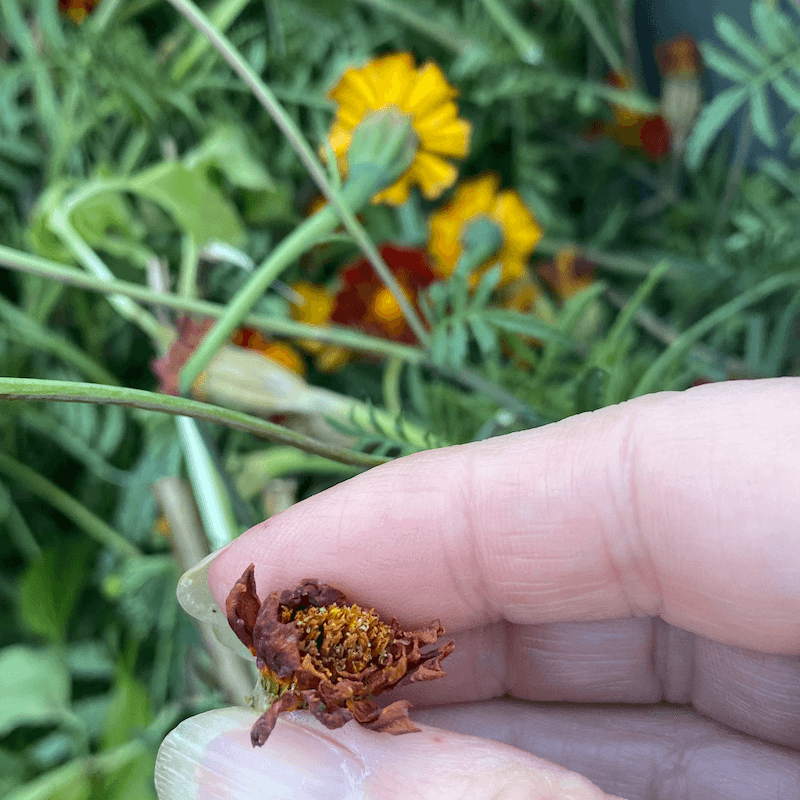 Marigold Dried Seed Head