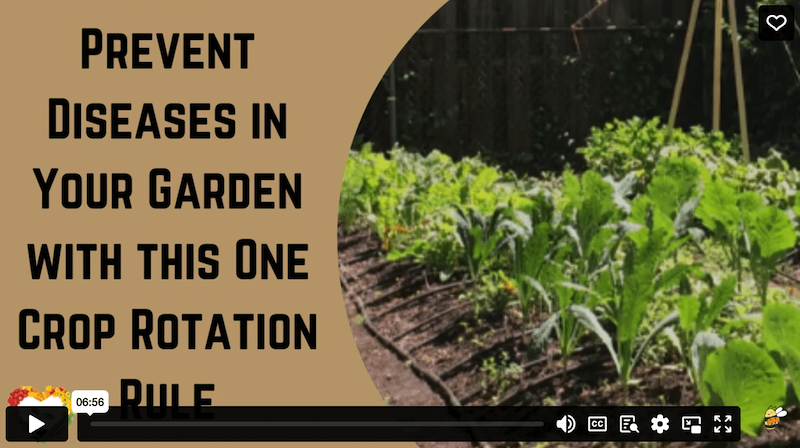 Video Still: Prevent Diseases in Your Garden with this One crop rotation rule