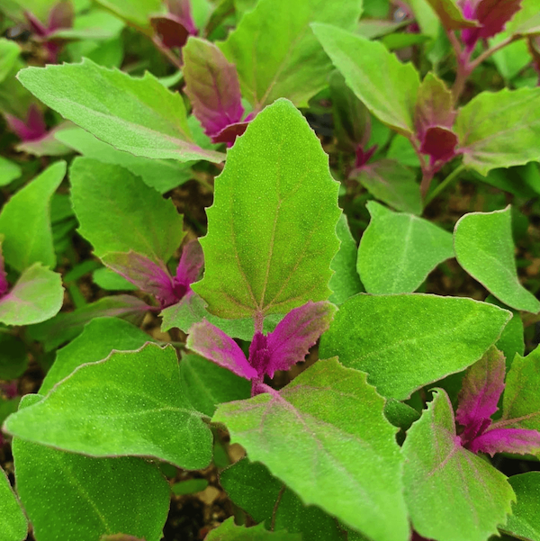 Magenta Spreen Microgreen