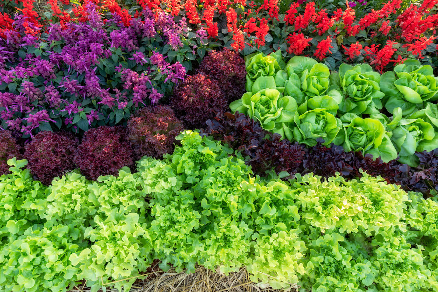 Upclose view of a vegetable garden with JOY spelled out on rocks