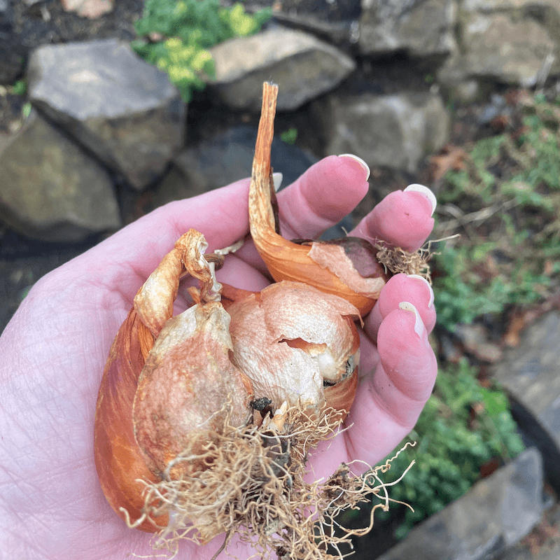 Tulip and Daffodil bulbs