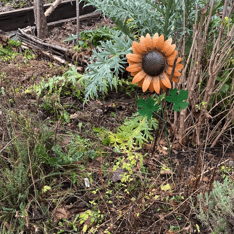 Sunflower in the garden in winter