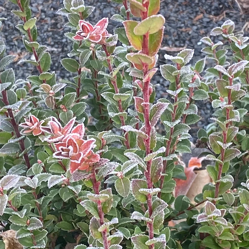 Mountain Huckleberry