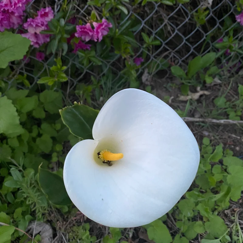 Calla Lilly