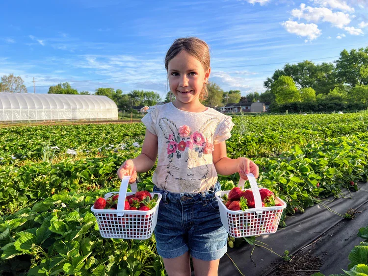 Young child holding baskets of fresh strawberryies